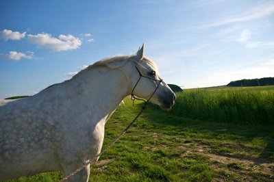 Envie de liberté_4630259984_l.jpg